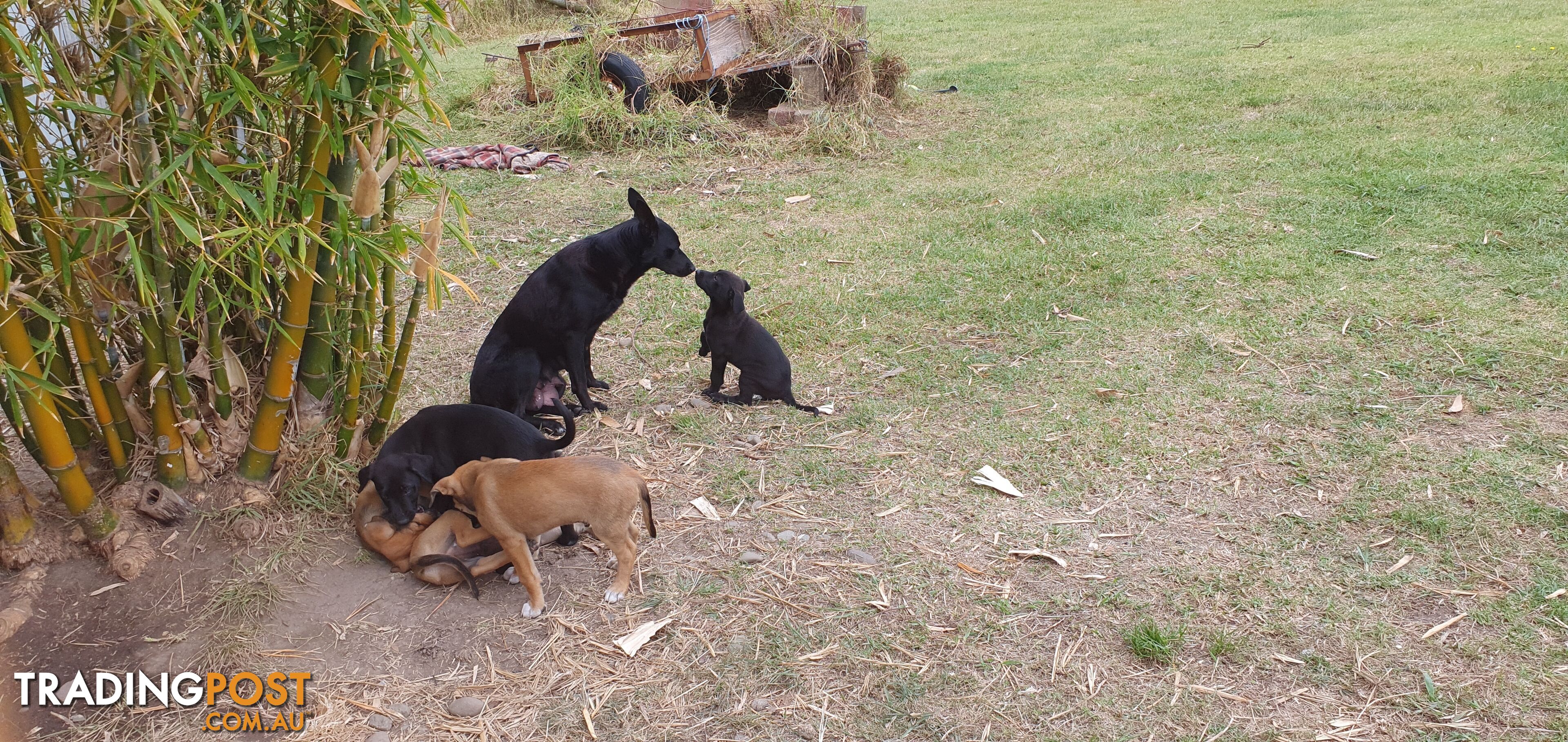 Kelpie Wolfhound cross puppies