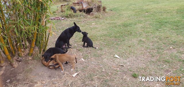 Kelpie Wolfhound cross puppies