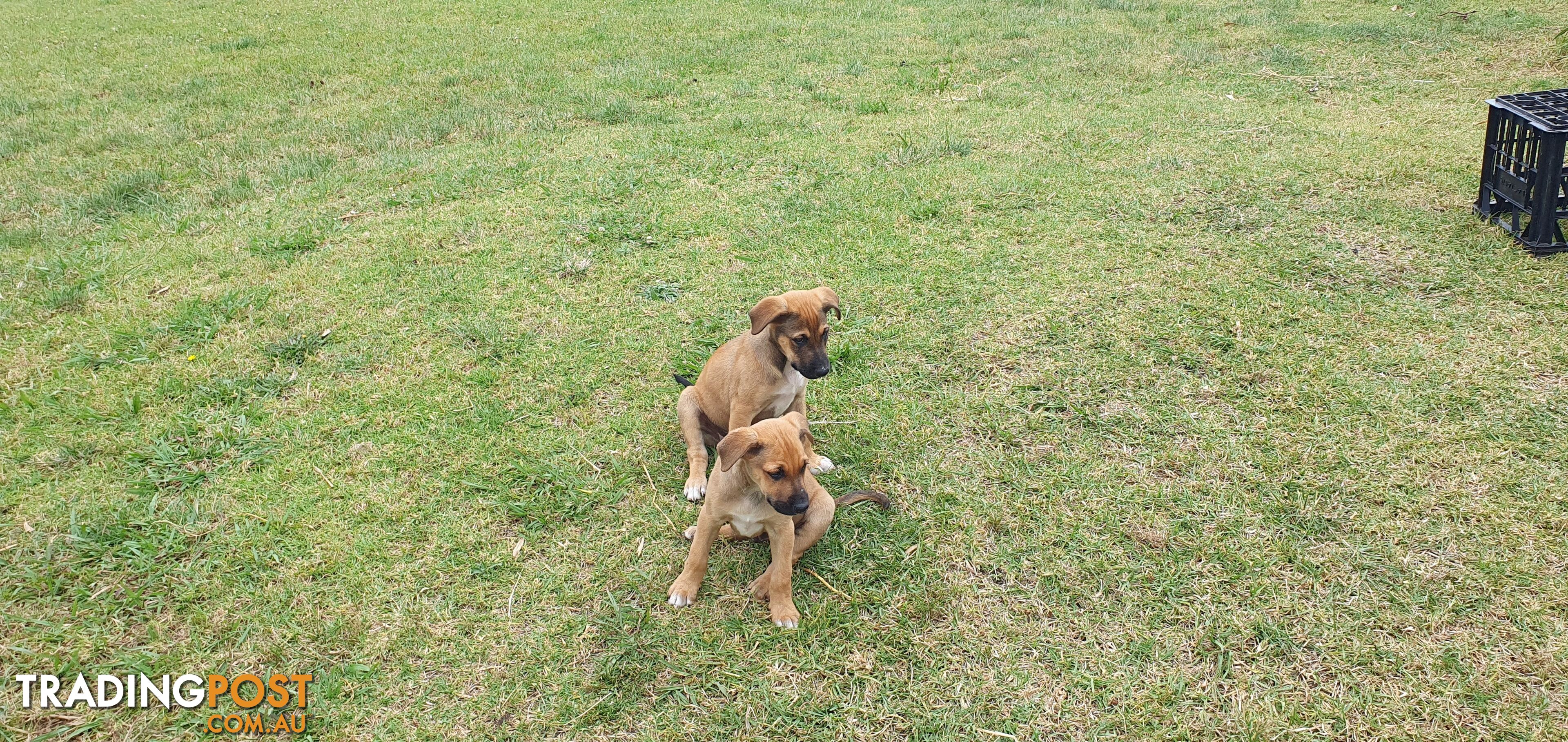 Kelpie Wolfhound cross puppies