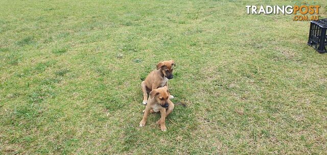 Kelpie Wolfhound cross puppies