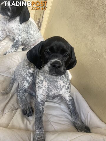Puppies English pointer x Brittany spaniel