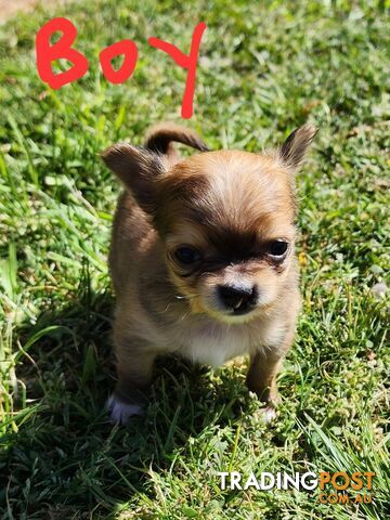 Chihuahua Pure breed Long hair Apple Head pups