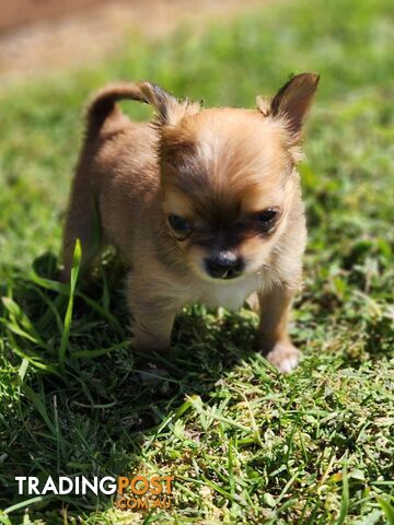 Chihuahua Pure breed Long hair Apple Head pups