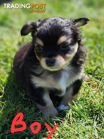 Chihuahua Pure breed Long hair Apple Head pups