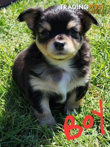 Chihuahua Pure breed Long hair Apple Head pups