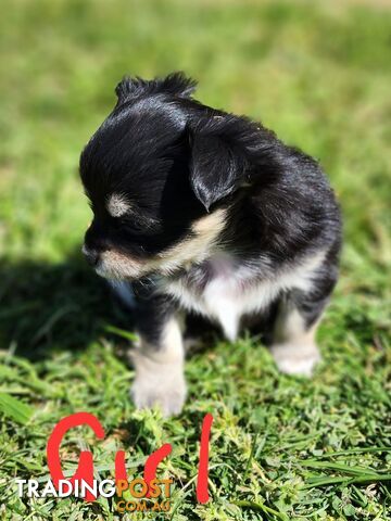 Chihuahua Pure breed Long hair Apple Head pups