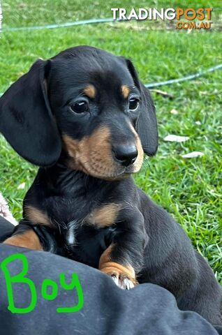 Miniature dachshund puppies ( sausage dog )