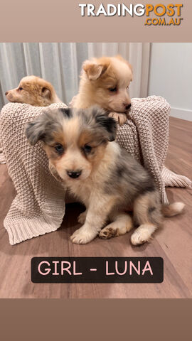 BORDER COLLIE PUPPIES