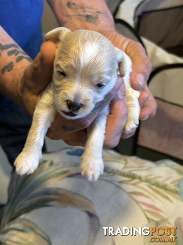 Cavoodle x moodle