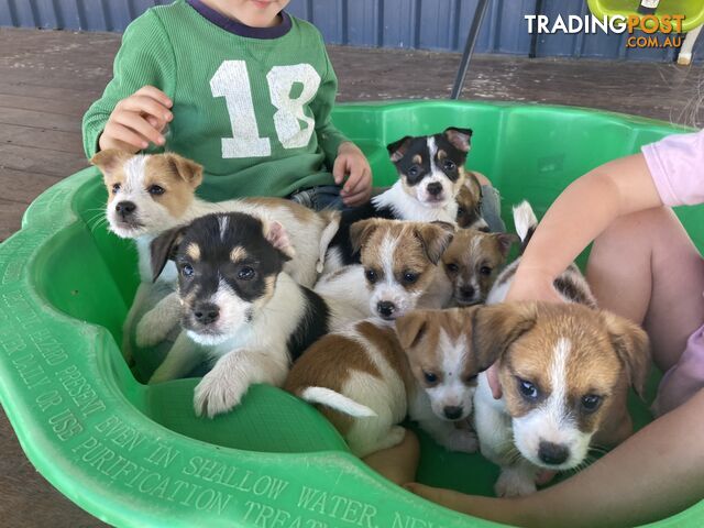 Purebred Jack Russell Puppies