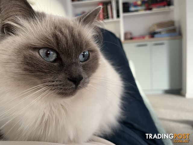 White Purebreed Ragdoll Cat