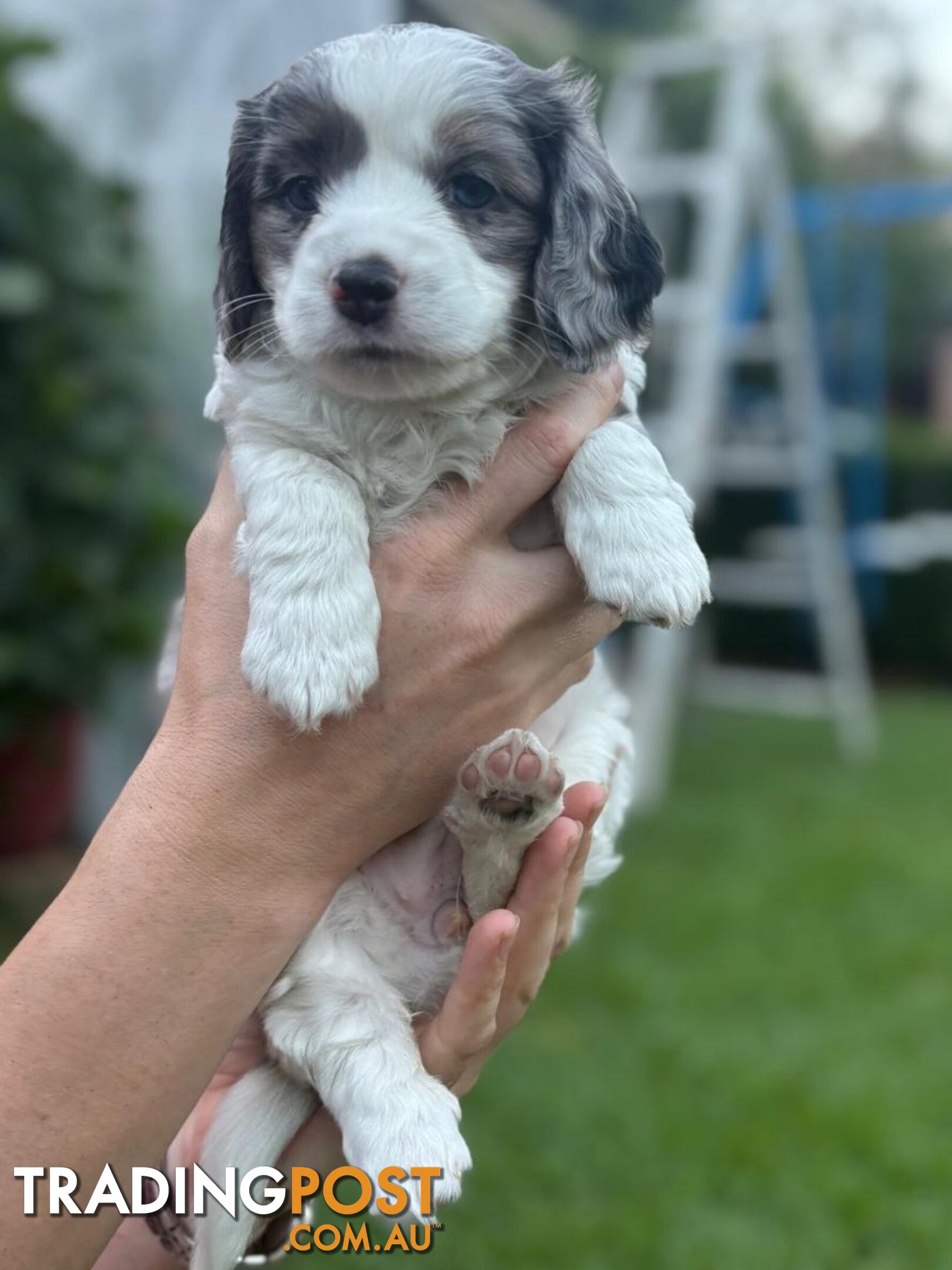 Mini Dachshund x Maltese designer breed Mauxie