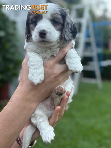 Mini Dachshund x Maltese designer breed Mauxie