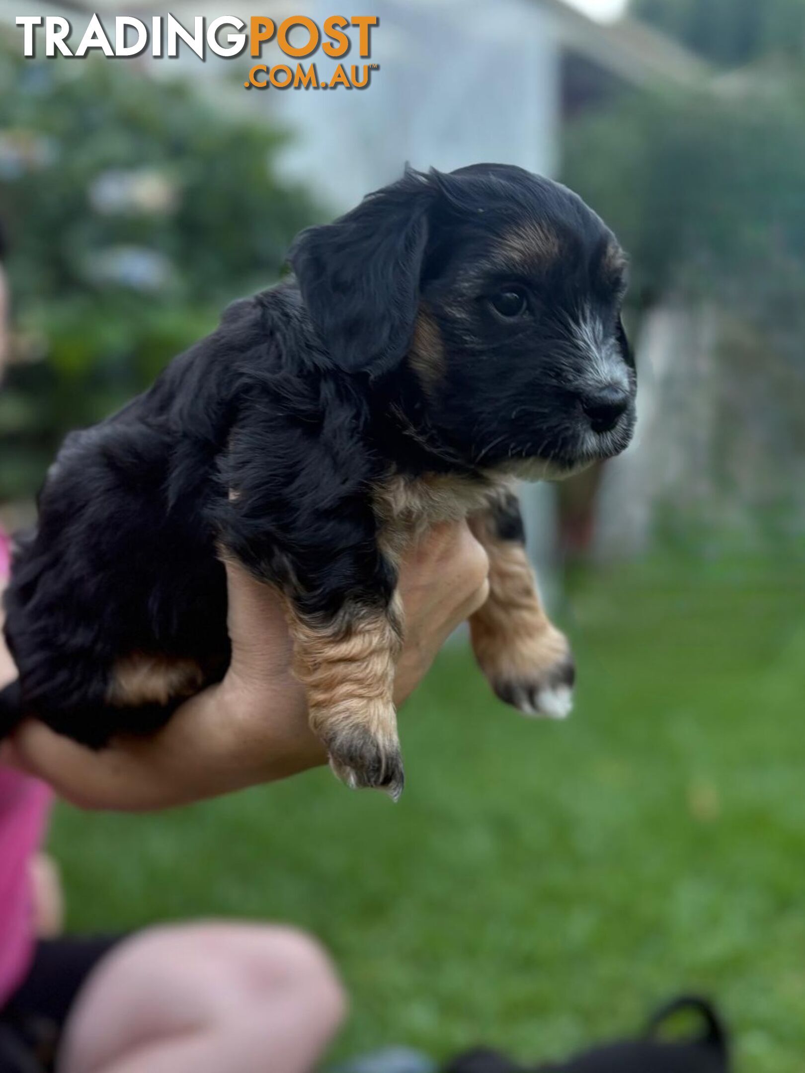 Mini Dachshund x Maltese designer breed Mauxie