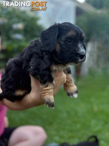 Mini Dachshund x Maltese designer breed Mauxie