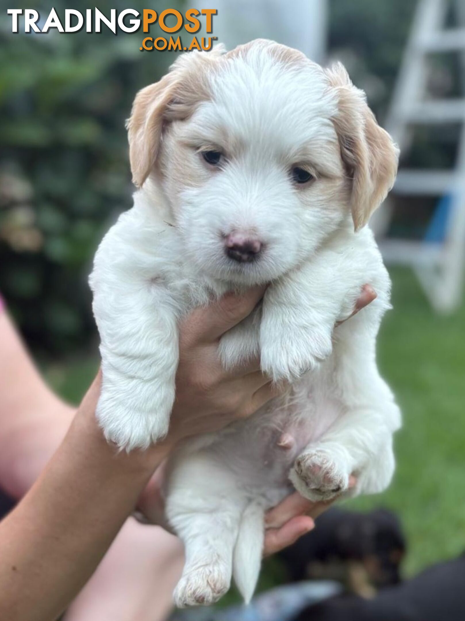 Mini Dachshund x Maltese designer breed Mauxie