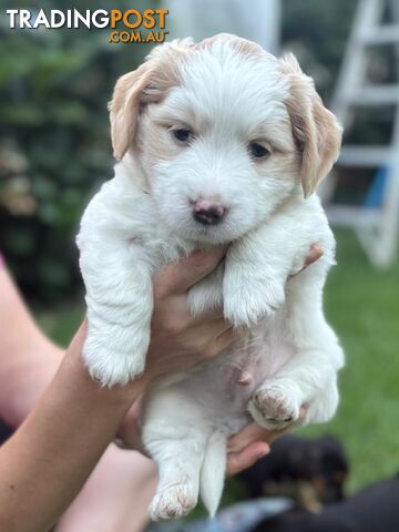 Mini Dachshund x Maltese designer breed Mauxie