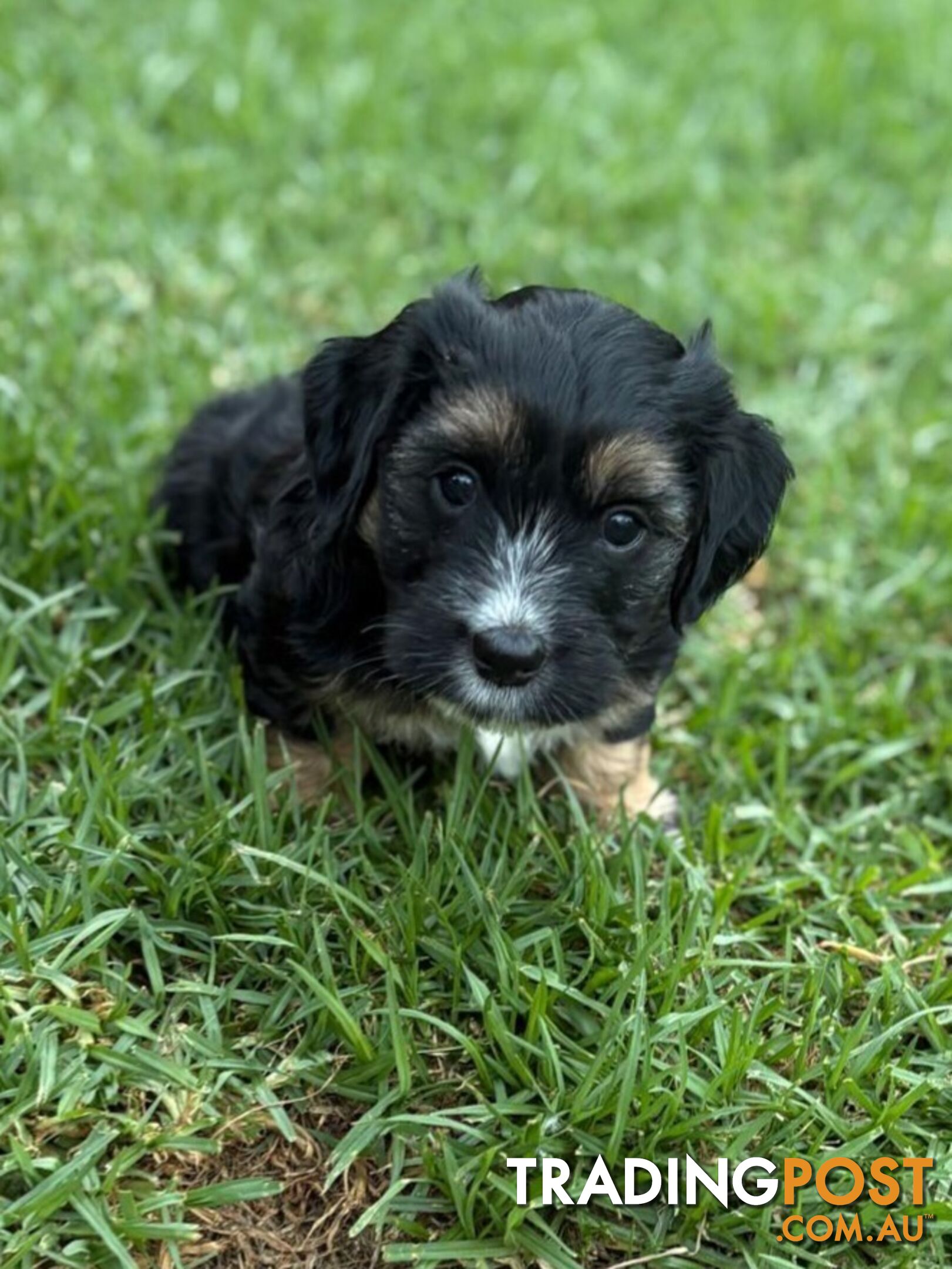 Mini Dachshund x Maltese designer breed Mauxie