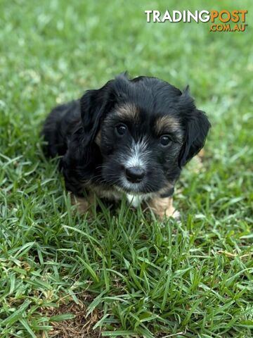 Mini Dachshund x Maltese designer breed Mauxie