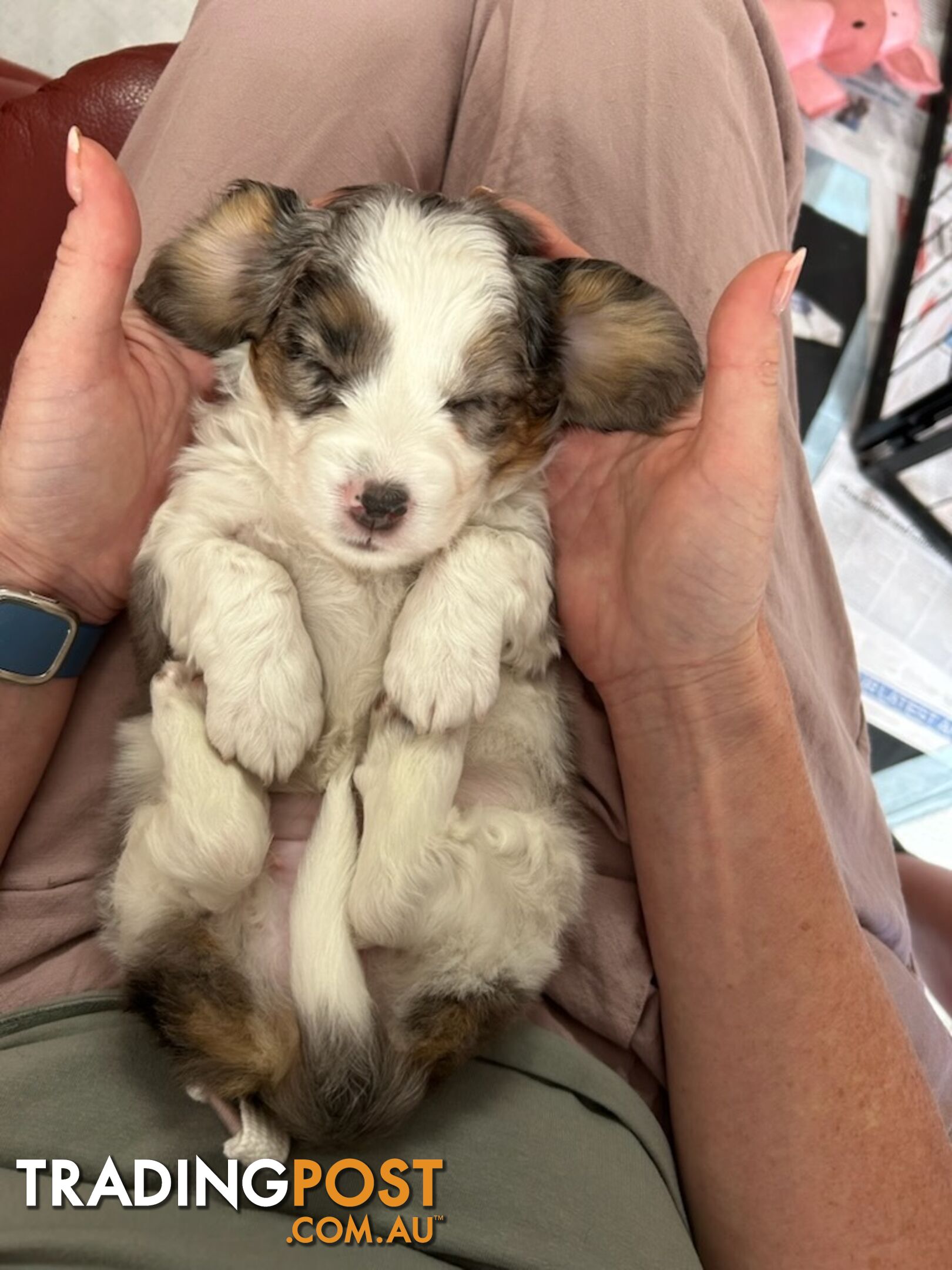 Mini Dachshund x Maltese designer breed Mauxie