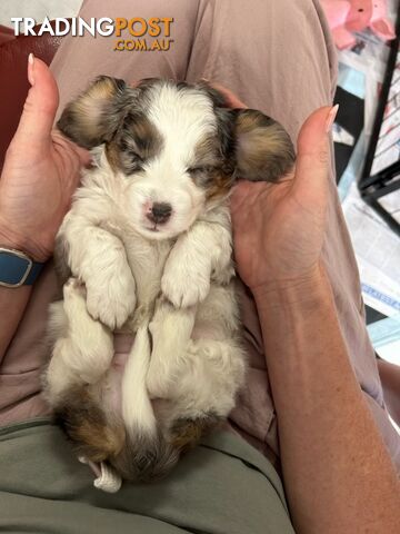 Mini Dachshund x Maltese designer breed Mauxie