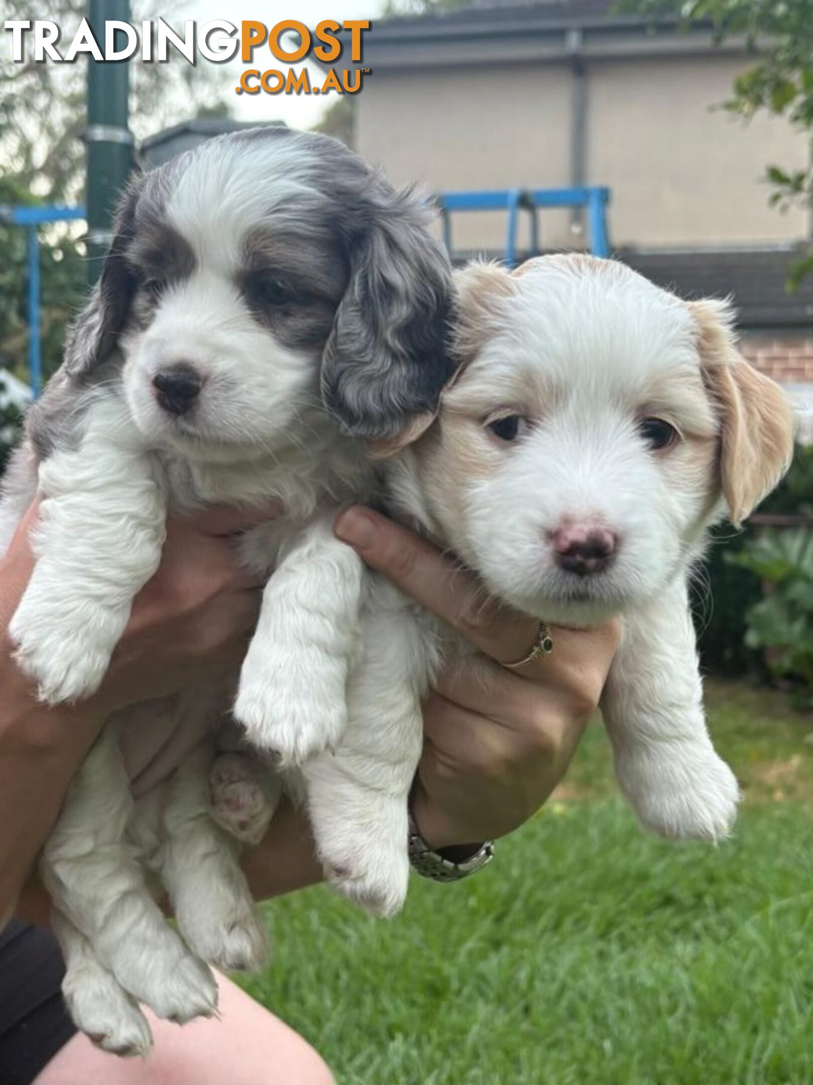 Mini Dachshund x Maltese designer breed Mauxie