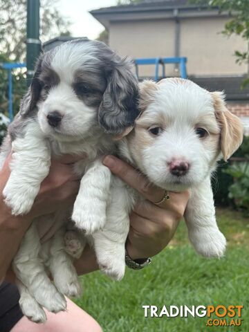 Mini Dachshund x Maltese designer breed Mauxie