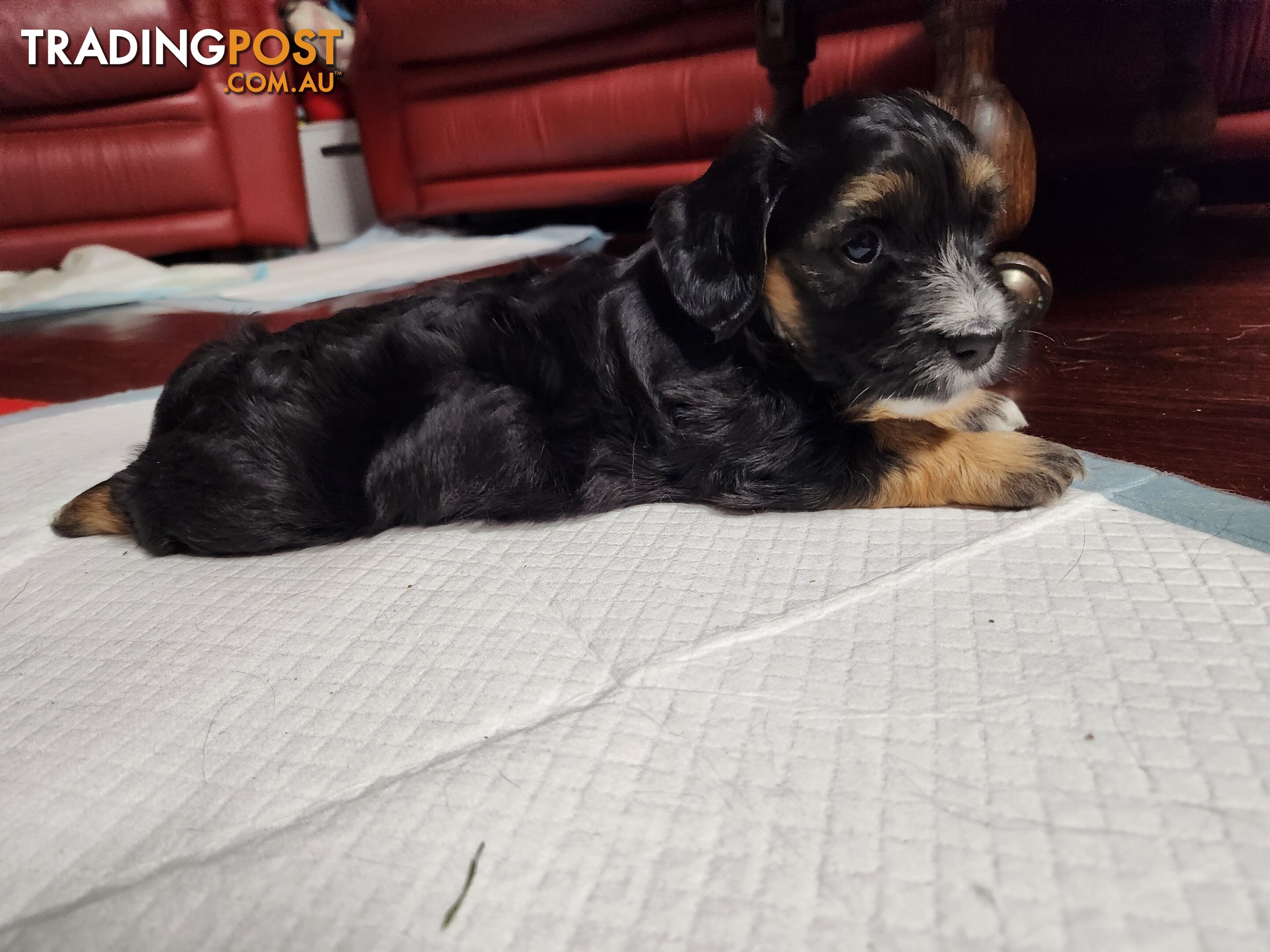 Mini Dachshund x Maltese designer breed Mauxie