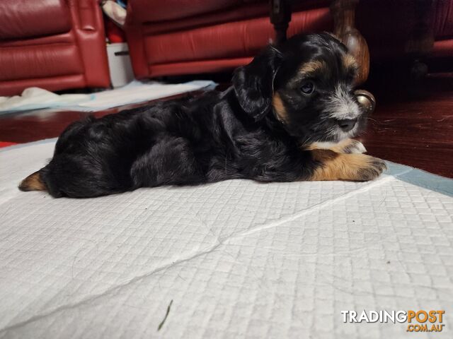 Mini Dachshund x Maltese designer breed Mauxie