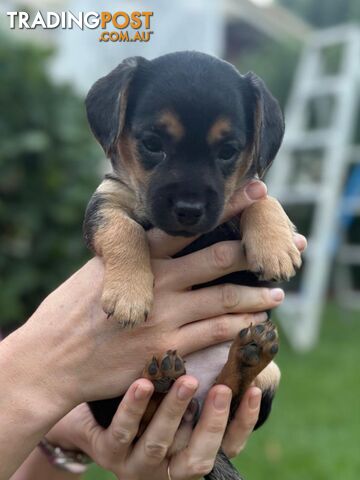 Mini Dachshund x Maltese designer breed Mauxie