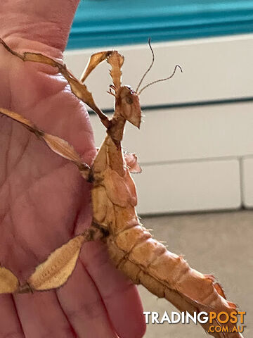 Stick insect - adult, nymphs and eggs with enclosure