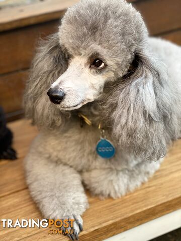 poodle stud available for, moodle, schnoodle, labradoodle, Cavoodle, bordoodle