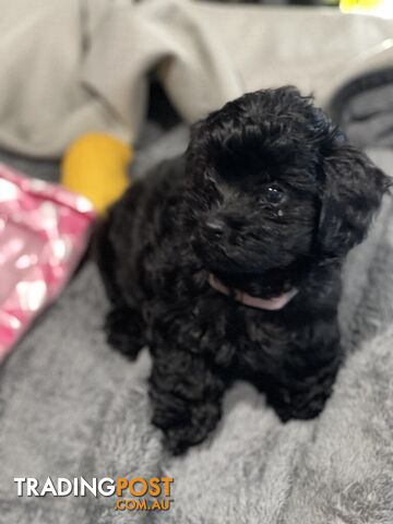 Pure Black Maltese x Shih Tzu Female Puppies for sale