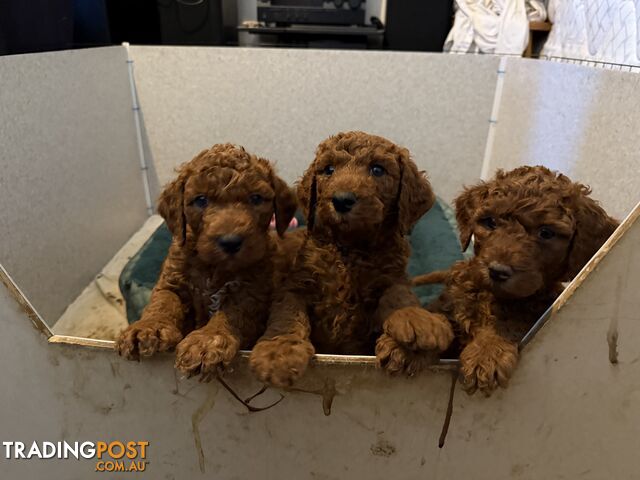 Kayak Used Craigslistred Standard Poodle Puppies Florida