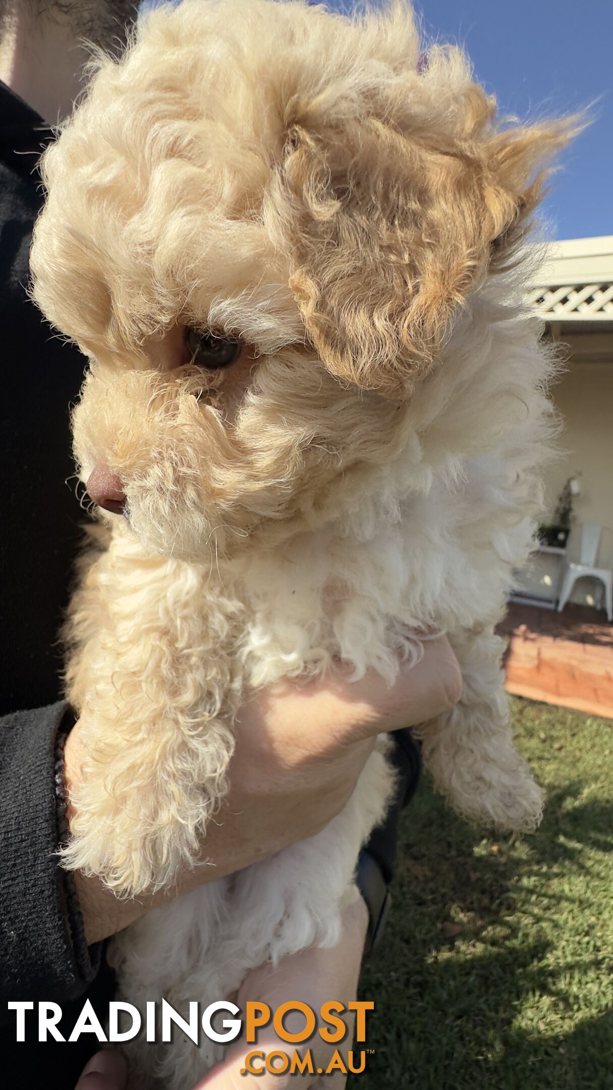 Toy Poodle Puppy