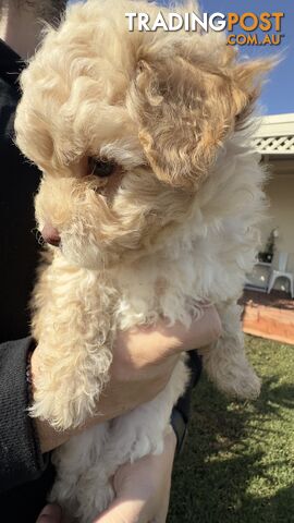 Toy Poodle Puppy