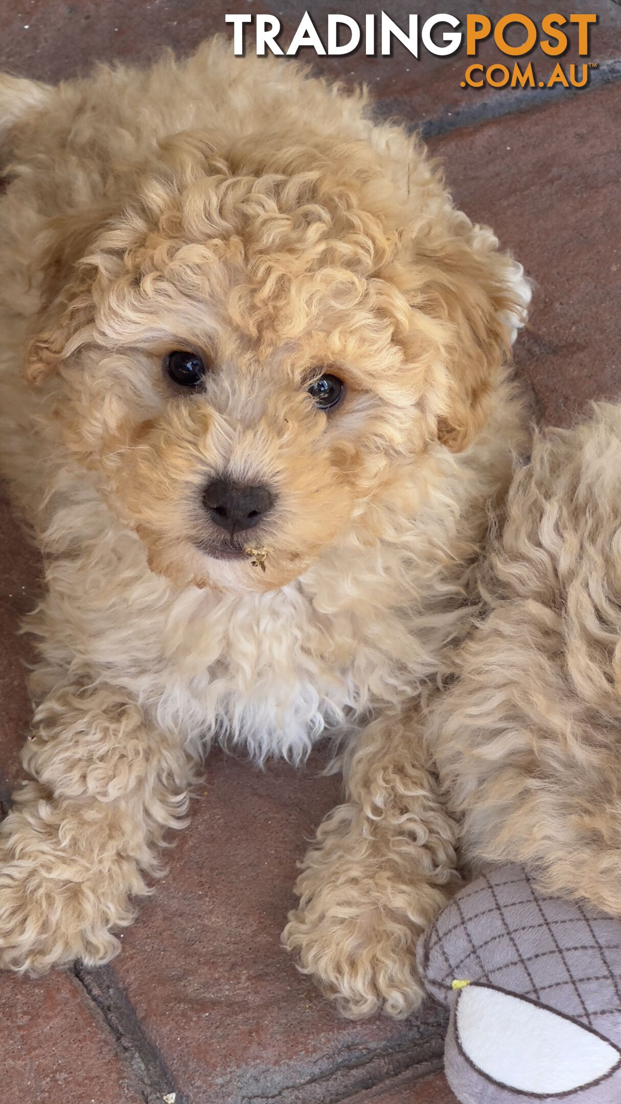 Toy Poodle Puppy