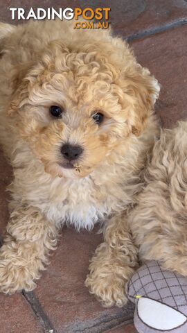 Toy Poodle Puppy