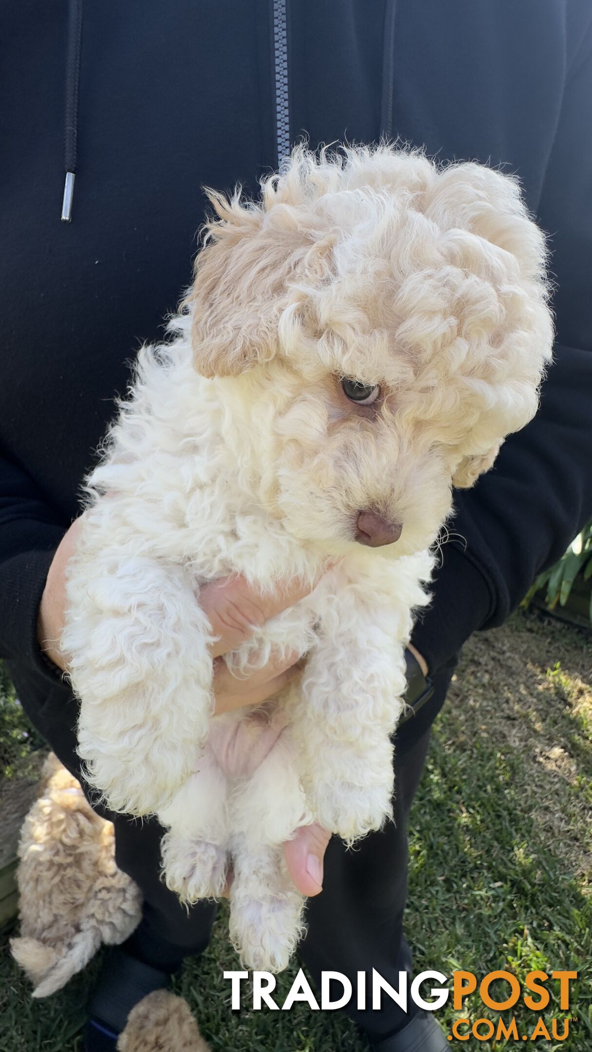 Toy Poodle Puppy