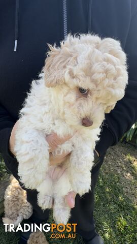 Toy Poodle Puppy