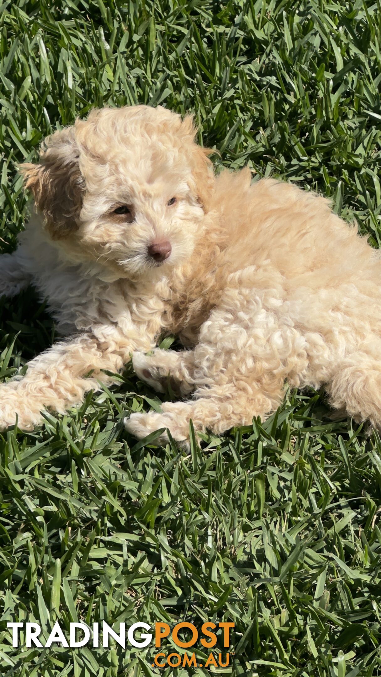 Toy Poodle Puppy