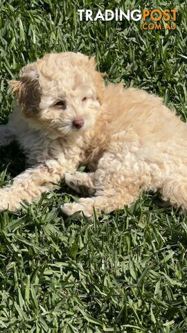 Toy Poodle Puppy