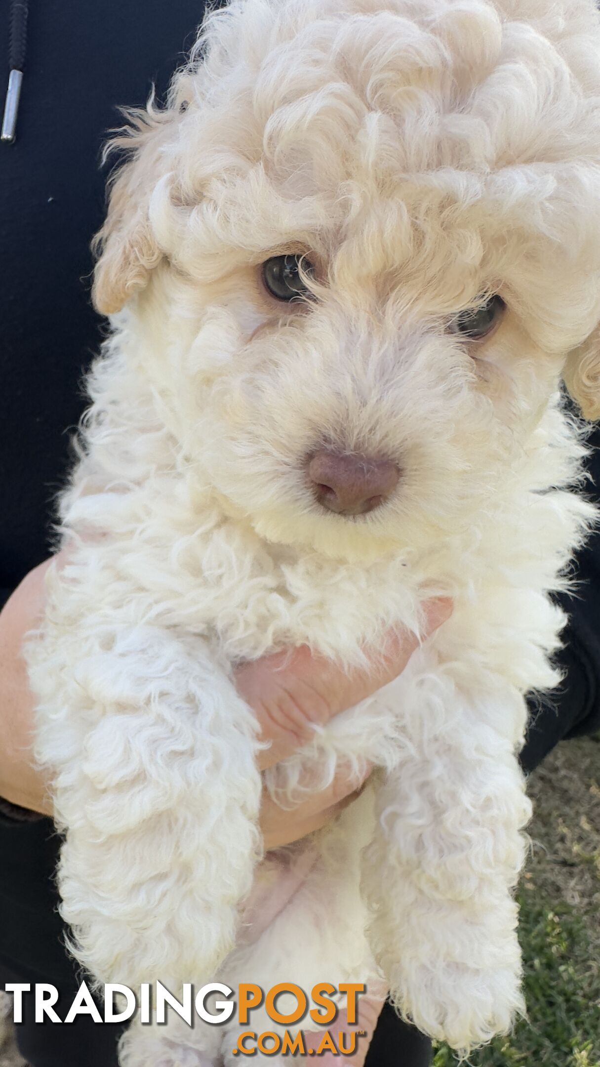 Toy Poodle Puppy