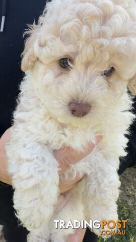 Toy Poodle Puppy