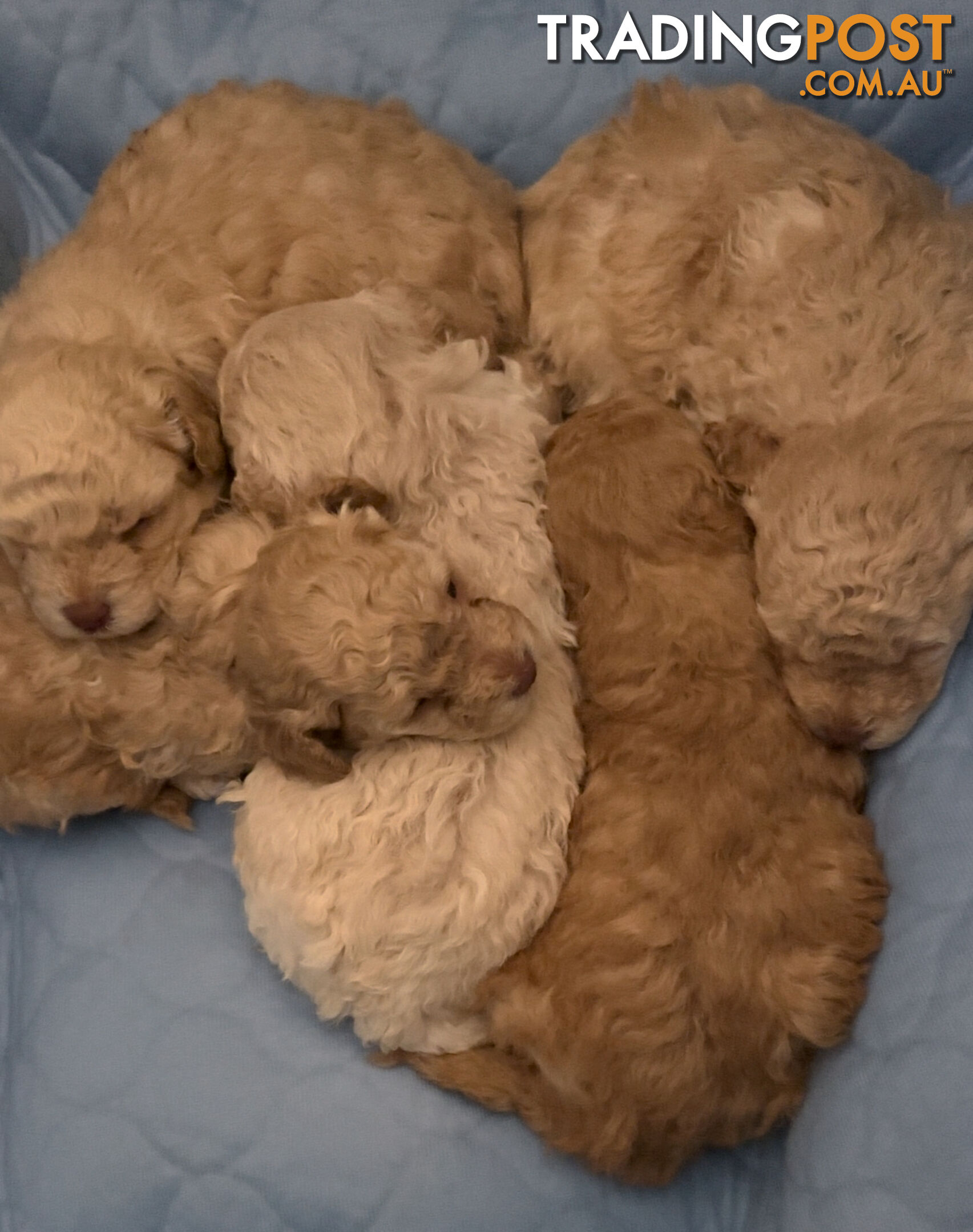 Toy Poodle Puppy