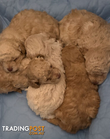 Toy Poodle Puppy