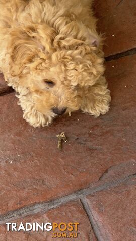 Toy Poodle Puppy