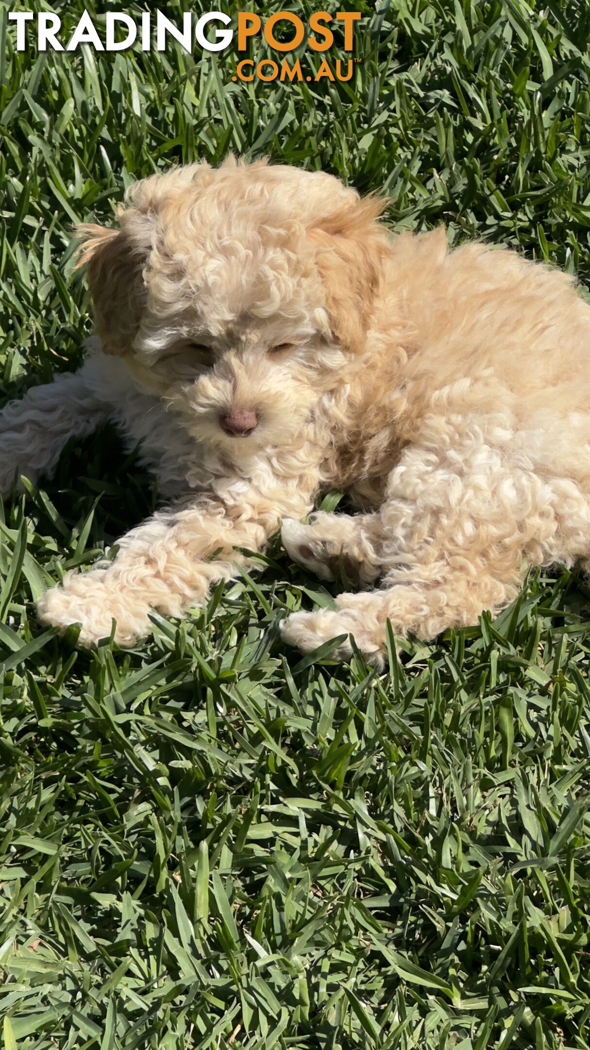 Toy Poodle Puppy