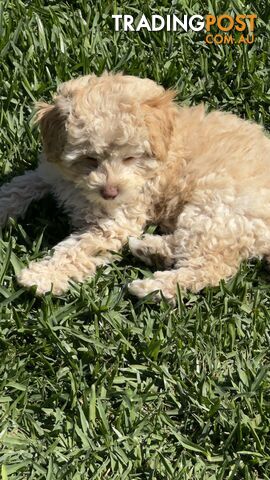 Toy Poodle Puppy