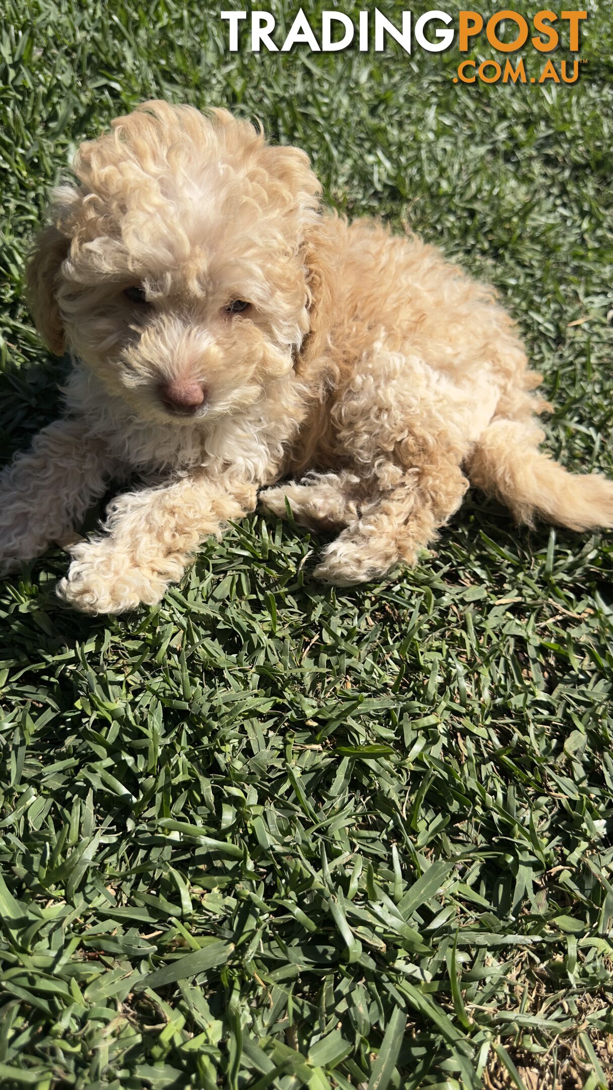 Toy Poodle Puppy